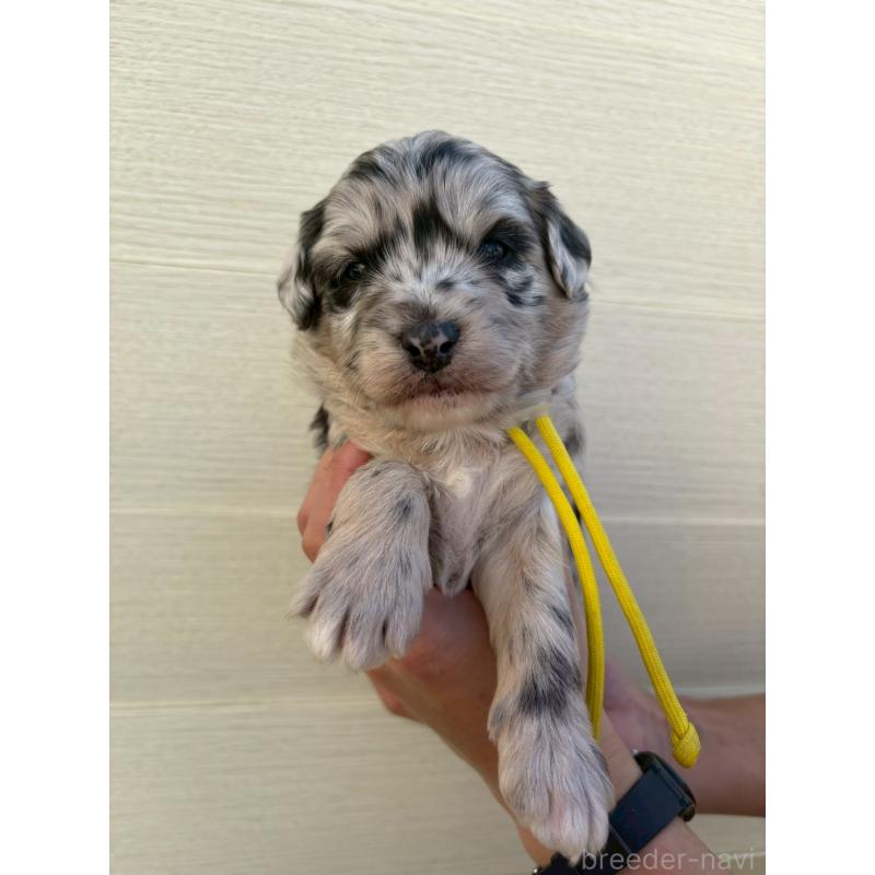 販売中の長野県のミックス犬-439237