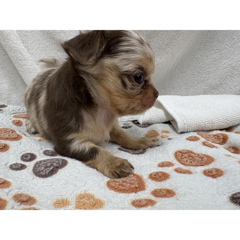 販売中の東京都のチワワ(ロングコート)-435836の8枚目