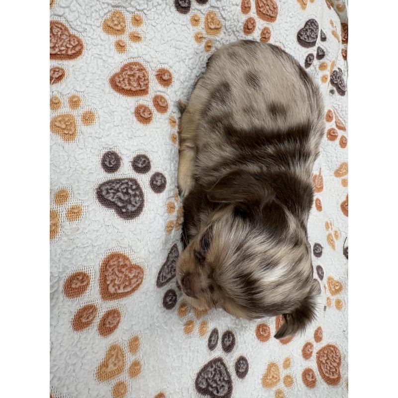 販売中の東京都のチワワ(ロングコート)-435836の7枚目