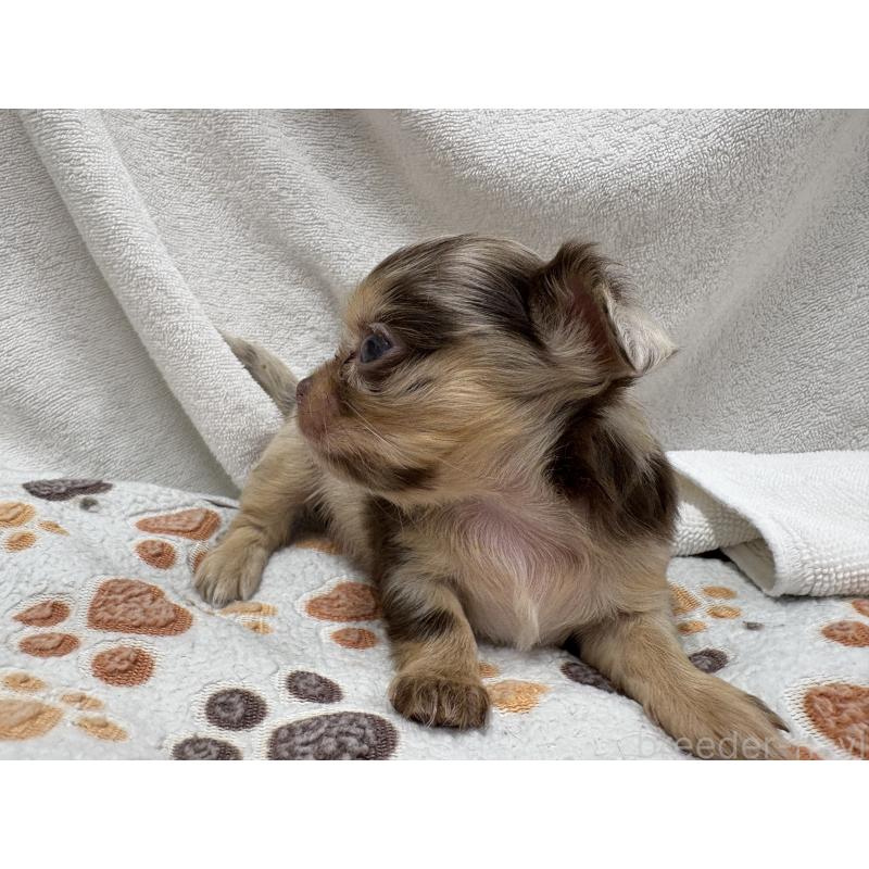 販売中の東京都のチワワ(ロングコート)-435836の6枚目