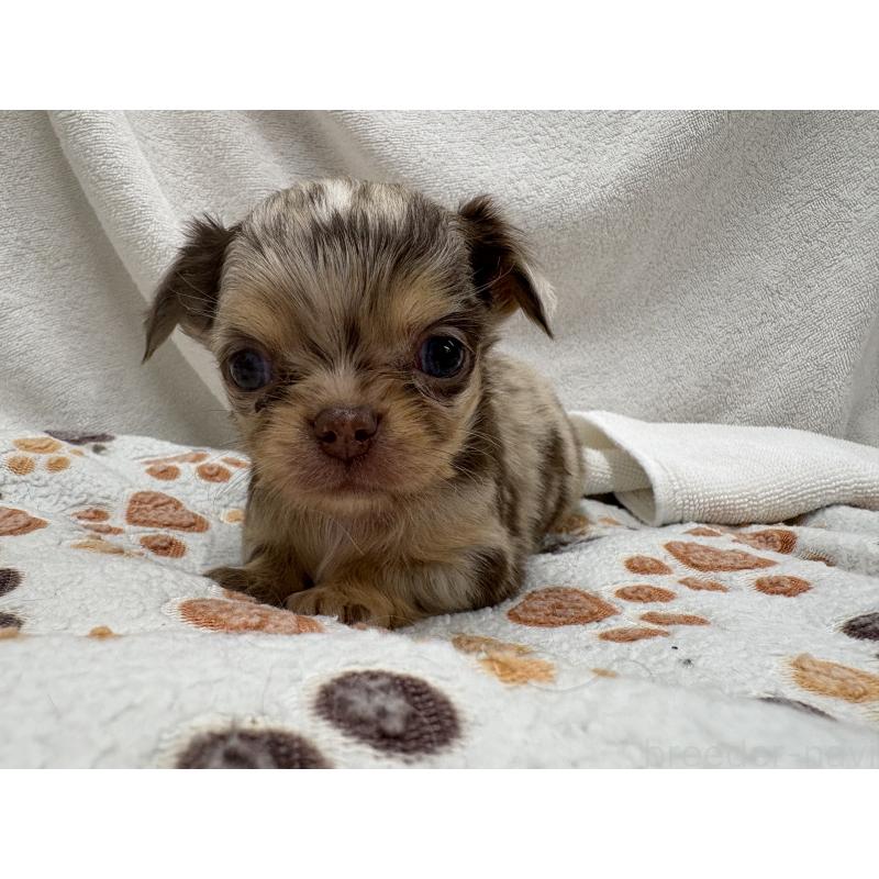 販売中の東京都のチワワ(ロングコート)-435836の5枚目