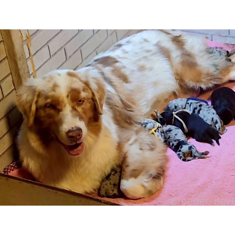 販売中の長野県のミックス犬-439239の4枚目