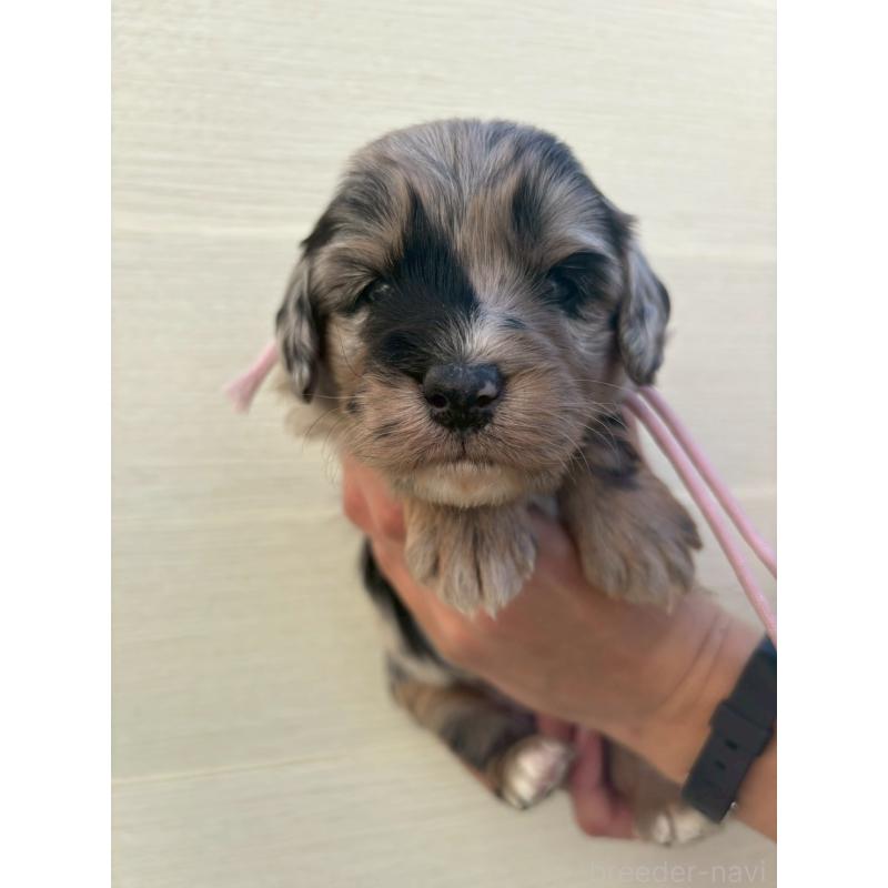 販売中の長野県のミックス犬-439239