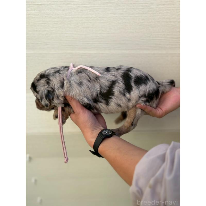 販売中の長野県のミックス犬-439239の2枚目