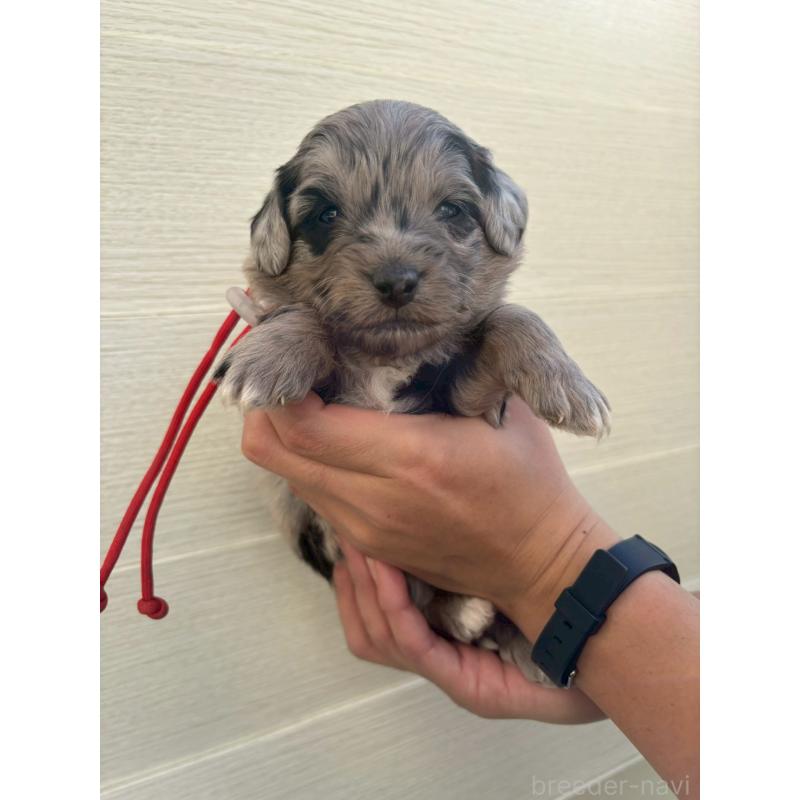 販売中の長野県のミックス犬-439240の1枚目