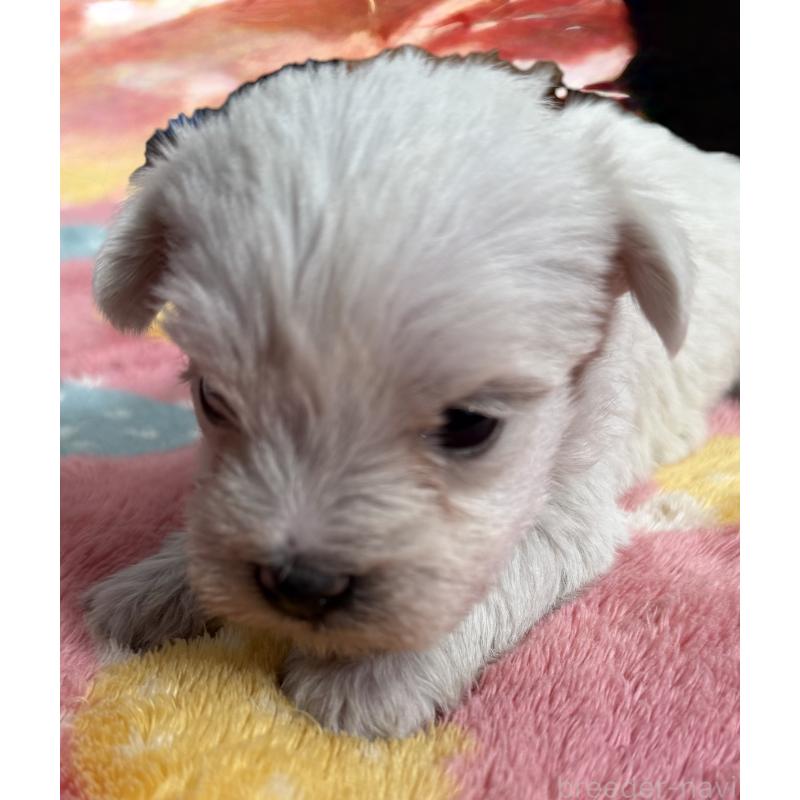 販売中の宮崎県のミックス犬-439242の5枚目