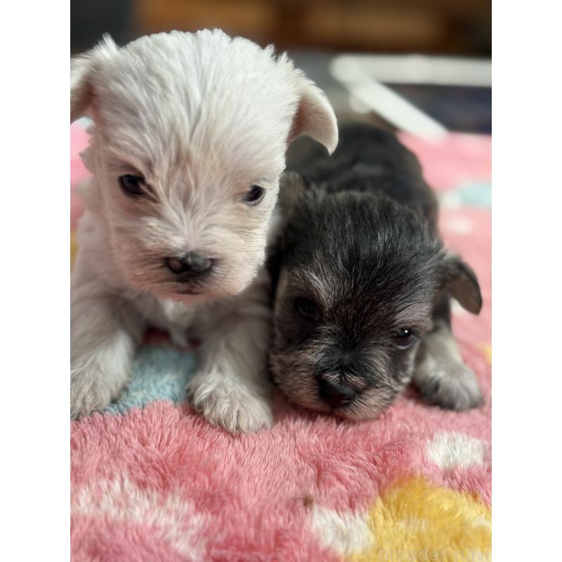 販売中の宮崎県のミックス犬-439242の4枚目