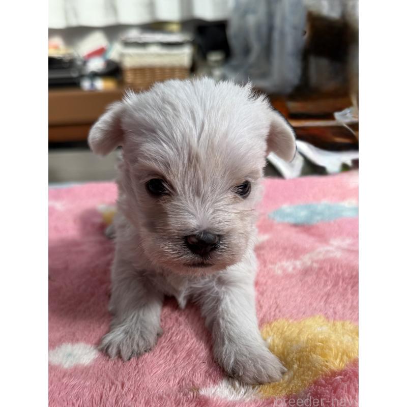 販売中の宮崎県のミックス犬-439242の3枚目