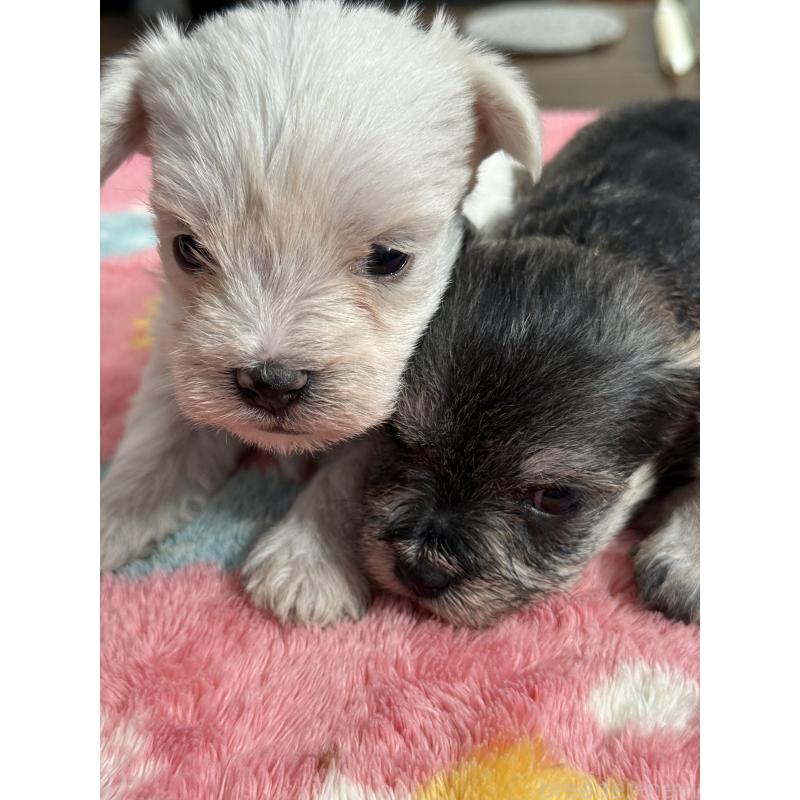 販売中の宮崎県のミックス犬-439242の2枚目