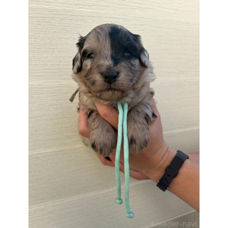 販売中の長野県のミックス犬-439241