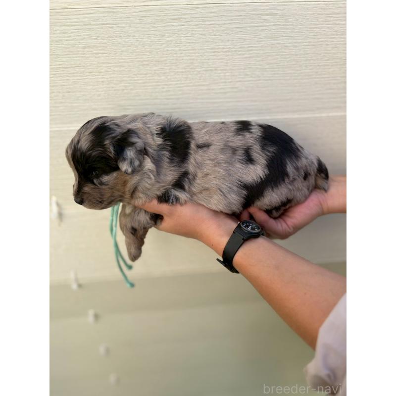 販売中の長野県のミックス犬-439241の2枚目