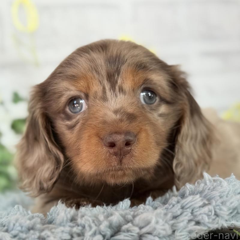 販売中の埼玉県のミニチュアダックスフンド(ロングヘアード)-439243の9枚目