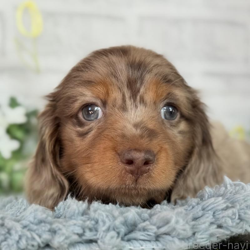 販売中の埼玉県のミニチュアダックスフンド(ロングヘアード)-439243の1枚目