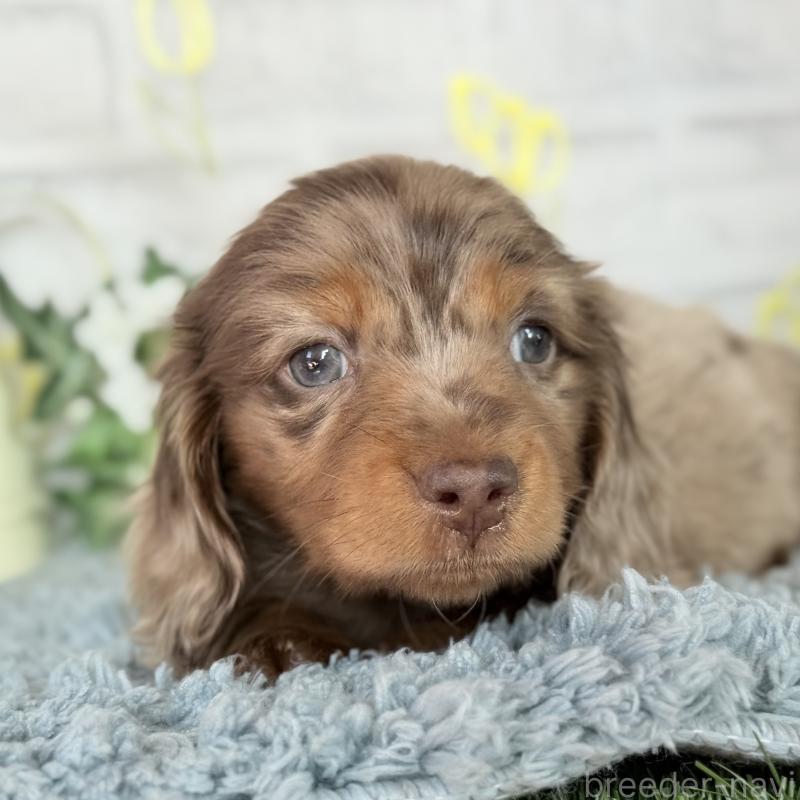 販売中の埼玉県のミニチュアダックスフンド(ロングヘアード)-439243の8枚目