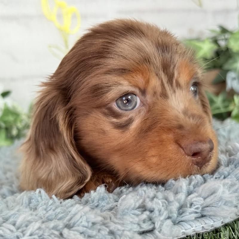 販売中の埼玉県のミニチュアダックスフンド(ロングヘアード)-439243の7枚目