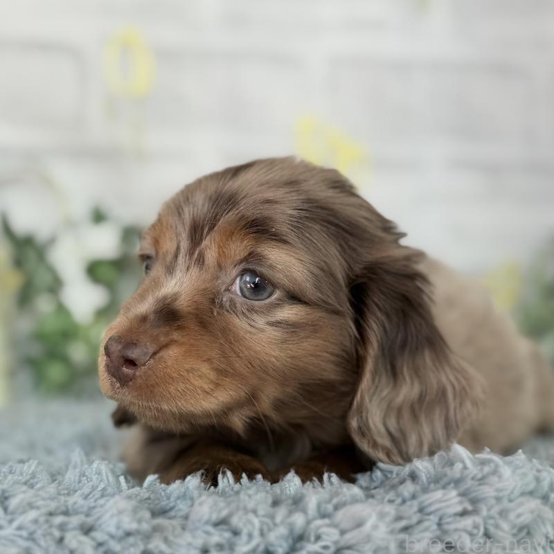 販売中の埼玉県のミニチュアダックスフンド(ロングヘアード)-439243の6枚目