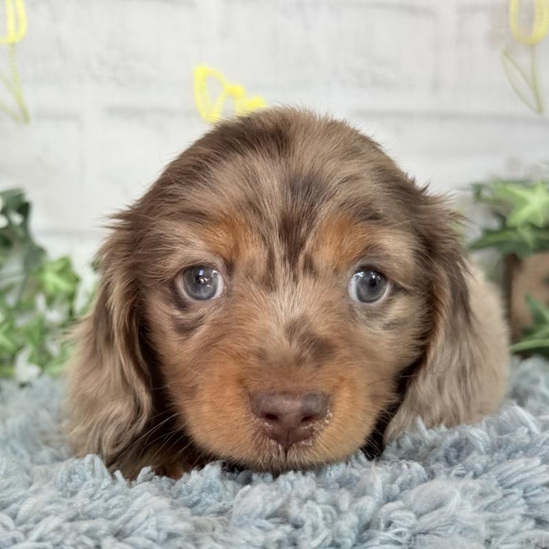 販売中の埼玉県のミニチュアダックスフンド(ロングヘアード)-439243の5枚目