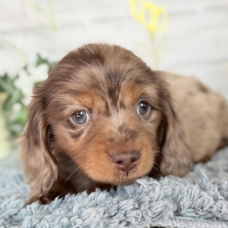 販売中の埼玉県のミニチュアダックスフンド(ロングヘアード)-439243の4枚目