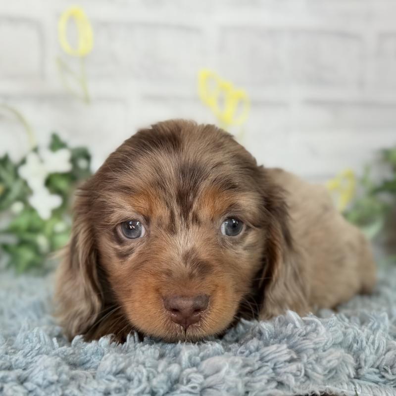 販売中の埼玉県のミニチュアダックスフンド(ロングヘアード)-439243の3枚目