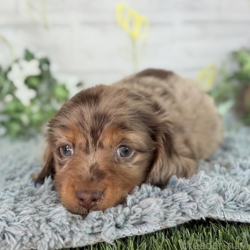 販売中の埼玉県のミニチュアダックスフンド(ロングヘアード)-439243の2枚目