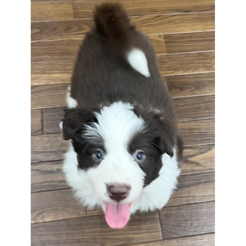 販売中の東京都のボーダーコリー-439244