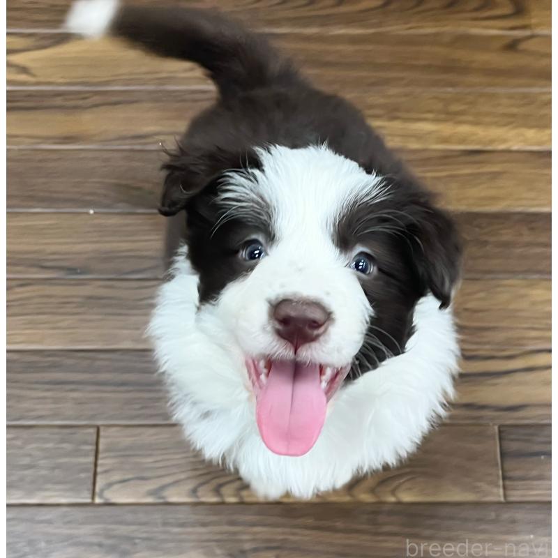 販売中の東京都のボーダーコリー-439244の10枚目