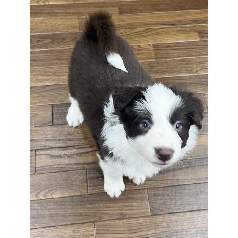 販売中の東京都のボーダーコリー-439244の9枚目