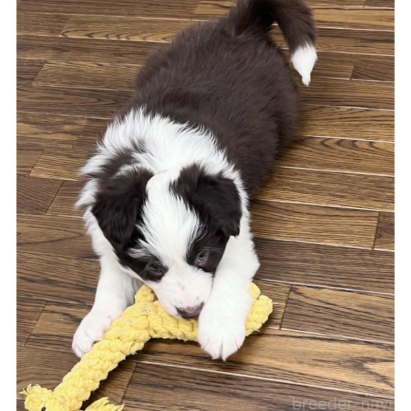 販売中の東京都のボーダーコリー-439244の8枚目