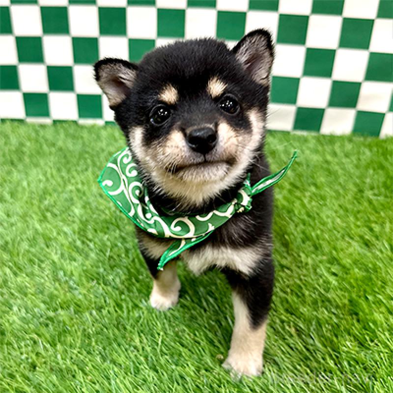 販売中の神奈川県の豆柴-438448