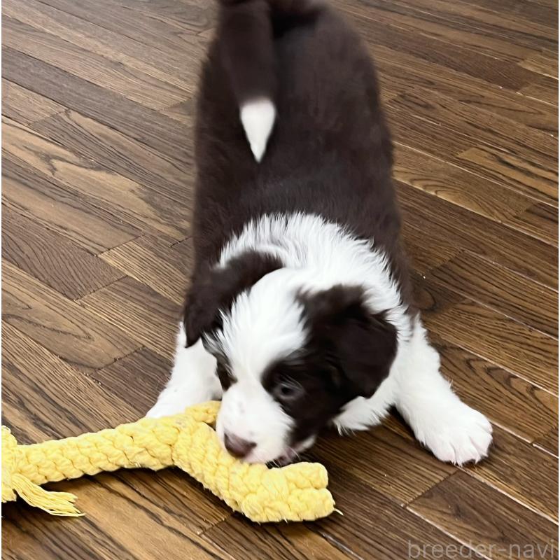 販売中の東京都のボーダーコリー-439244の7枚目