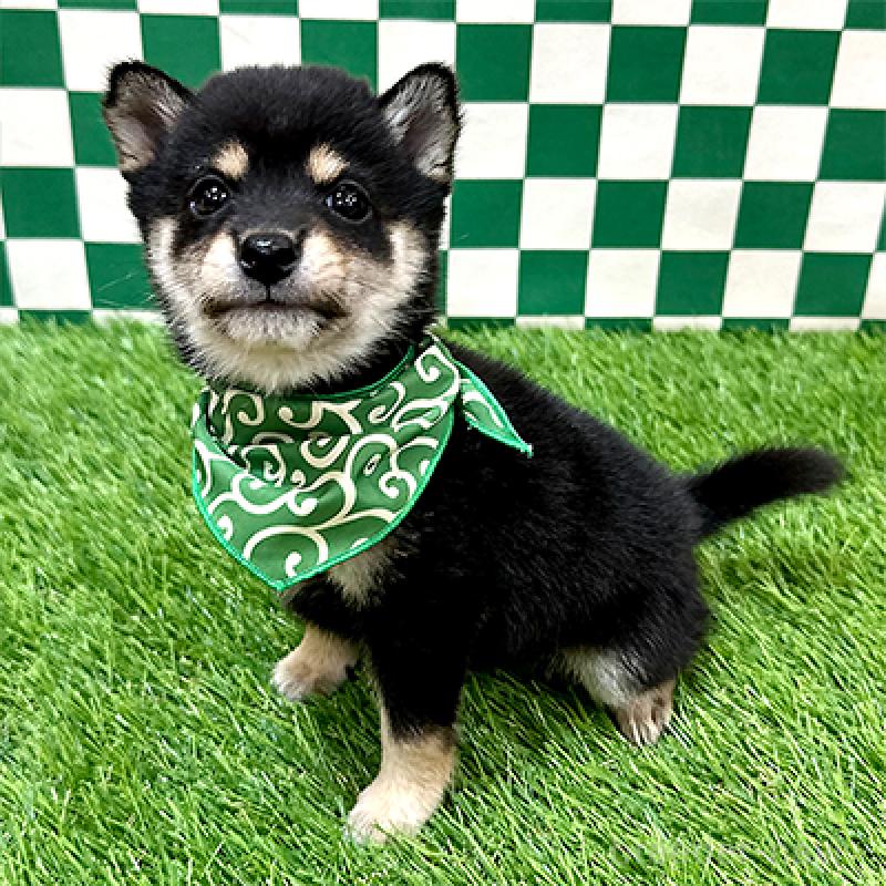 成約済の神奈川県の豆柴-438448の4枚目