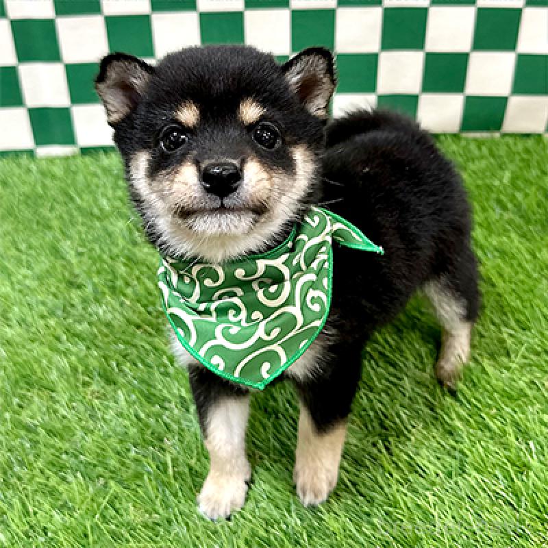 成約済の神奈川県の豆柴-438448の3枚目