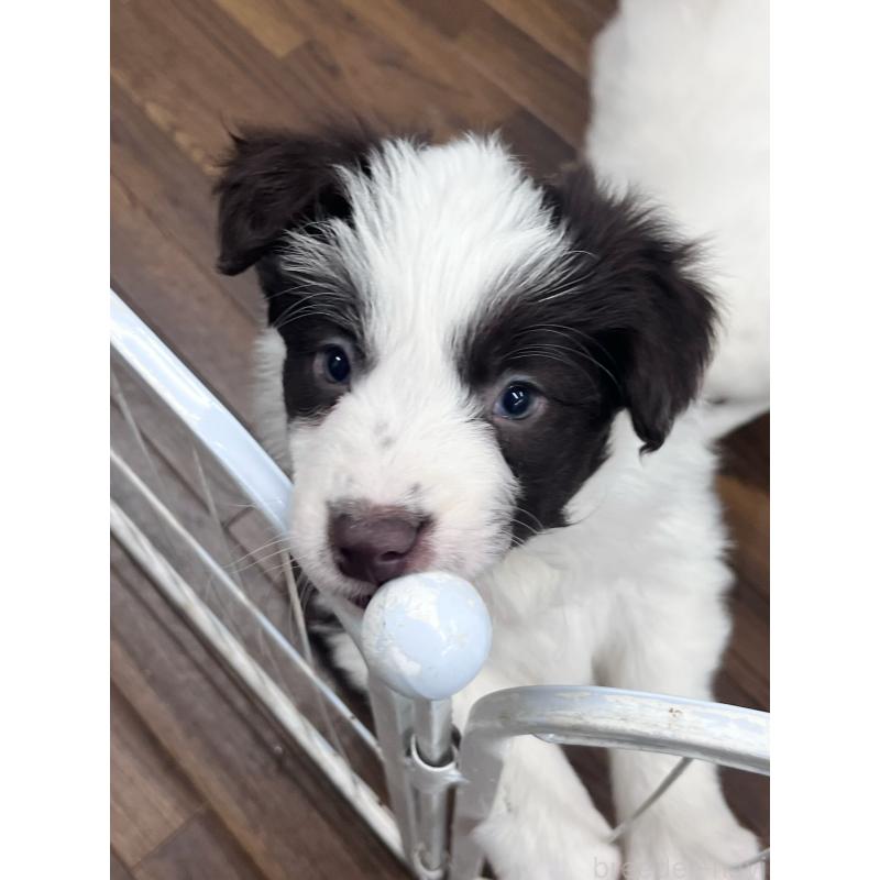 販売中の東京都のボーダーコリー-439244の5枚目