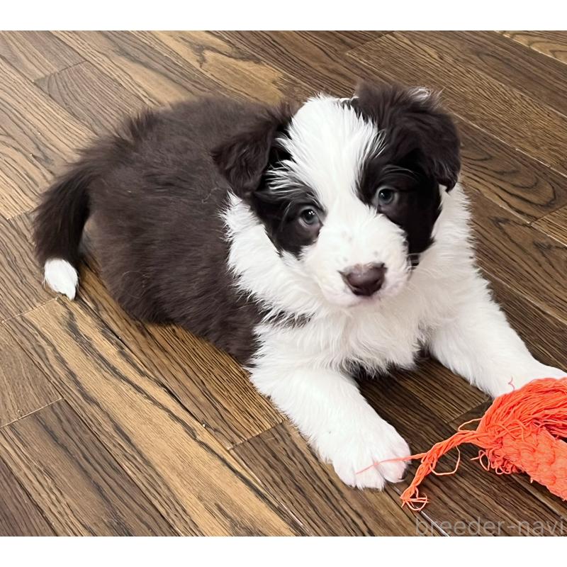 販売中の東京都のボーダーコリー-439244の4枚目