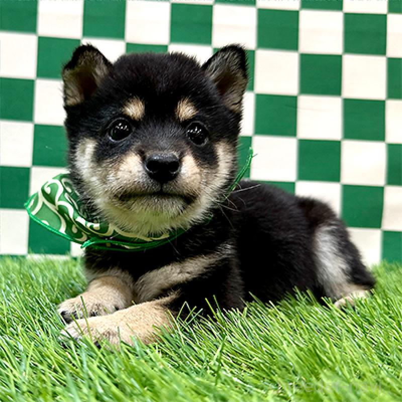 成約済の神奈川県の豆柴-438448の2枚目