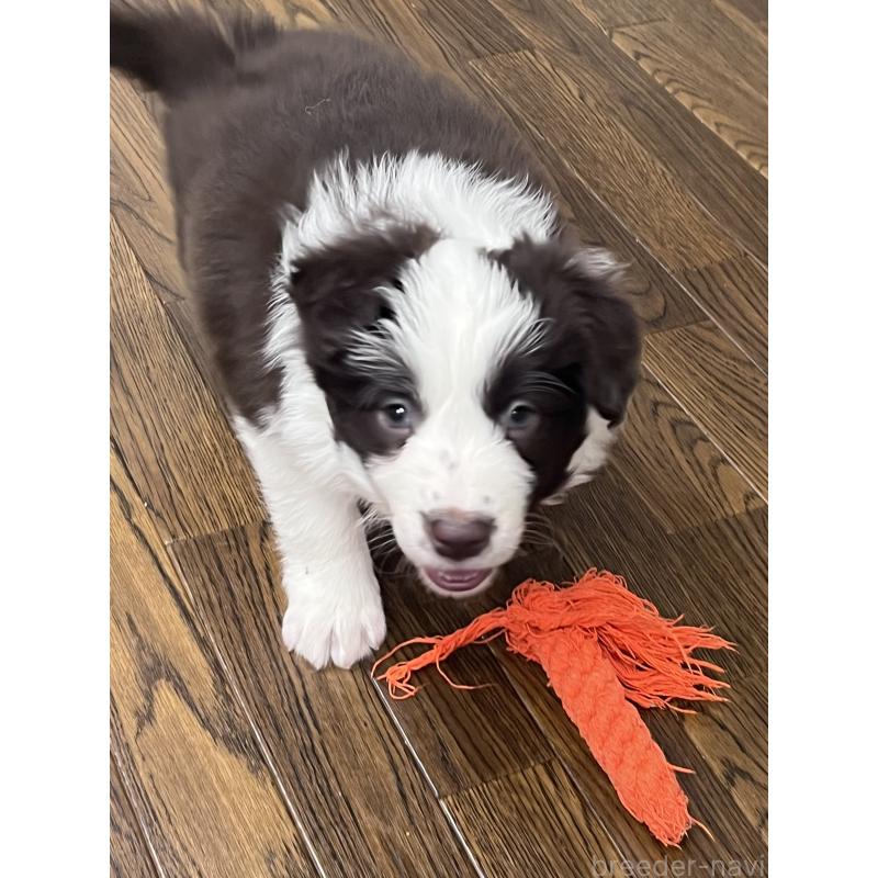 販売中の東京都のボーダーコリー-439244の3枚目