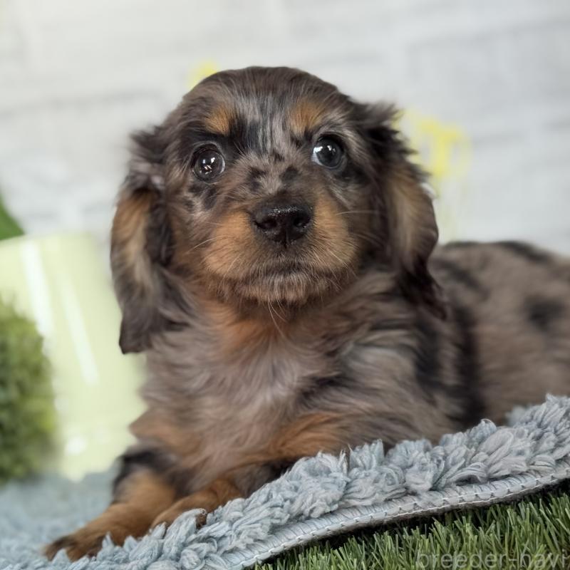 販売中の埼玉県のミニチュアダックスフンド(ロングヘアード)-439246の11枚目