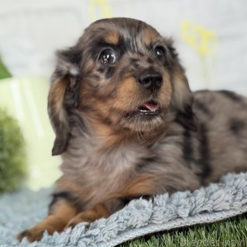 販売中の埼玉県のミニチュアダックスフンド(ロングヘアード)-439246の10枚目