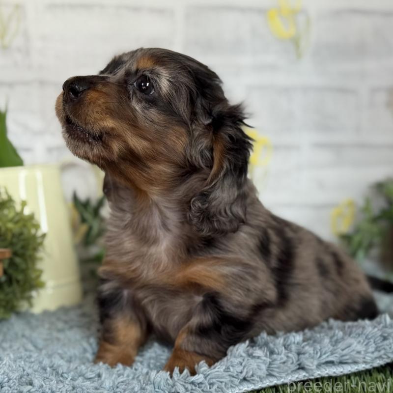 販売中の埼玉県のミニチュアダックスフンド(ロングヘアード)-439246の9枚目