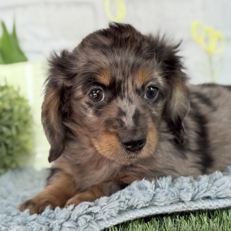 販売中の埼玉県のミニチュアダックスフンド(ロングヘアード)-439246の8枚目