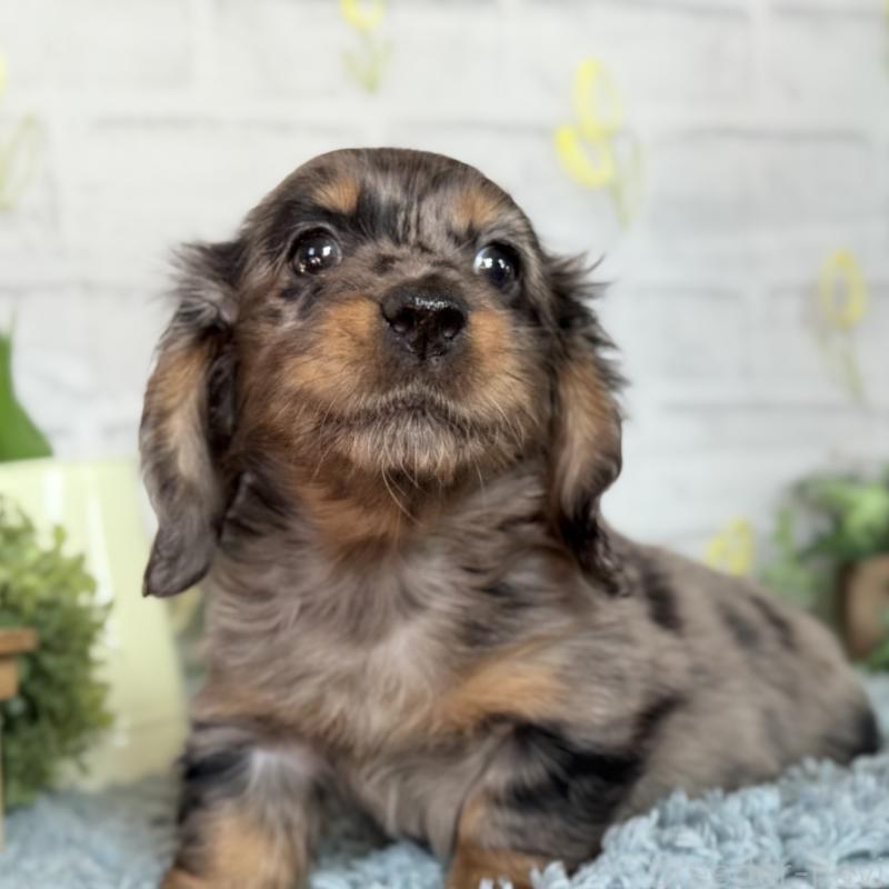 販売中の埼玉県のミニチュアダックスフンド(ロングヘアード)-439246の7枚目