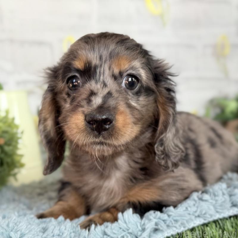 販売中の埼玉県のミニチュアダックスフンド(ロングヘアード)-439246