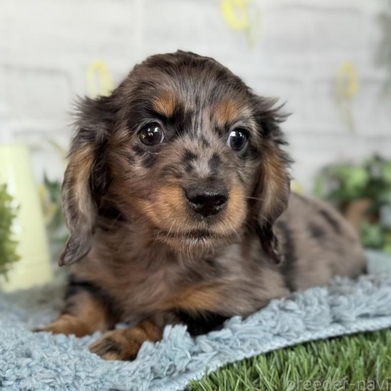 販売中の埼玉県のミニチュアダックスフンド(ロングヘアード)-439246の6枚目