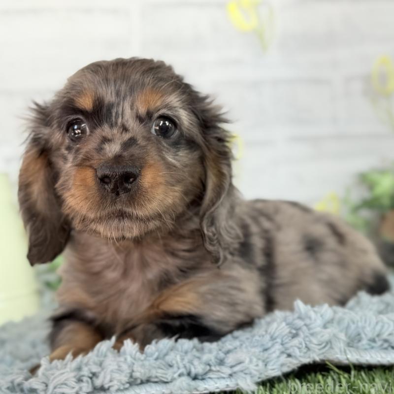 販売中の埼玉県のミニチュアダックスフンド(ロングヘアード)-439246の5枚目