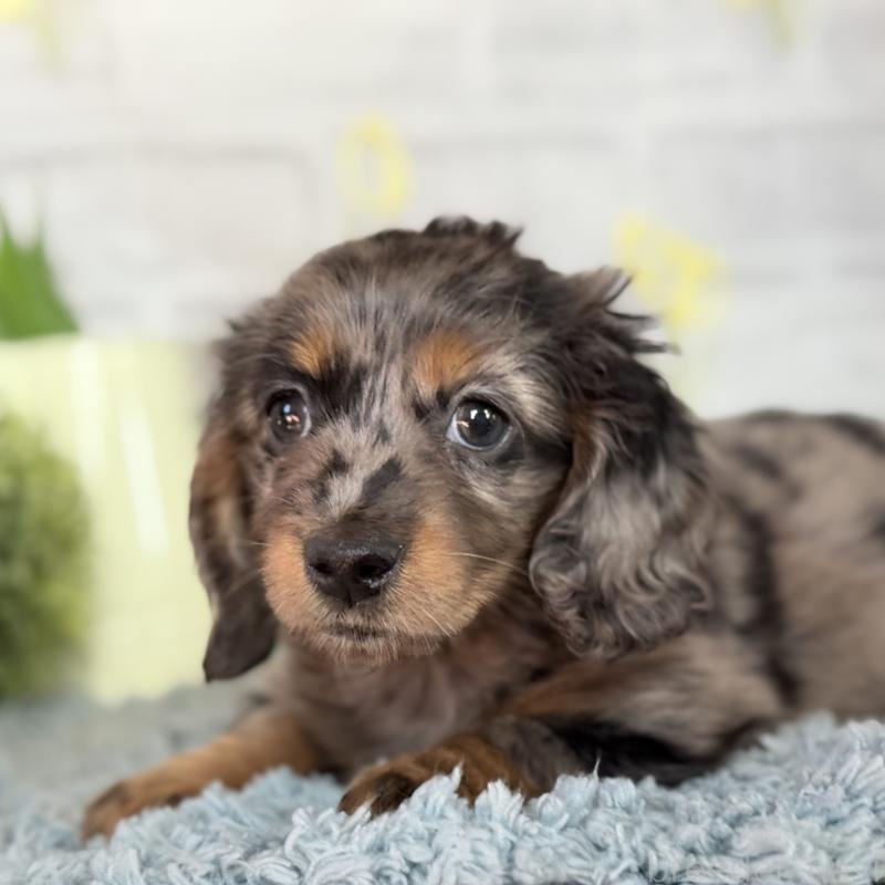 販売中の埼玉県のミニチュアダックスフンド(ロングヘアード)-439246の4枚目