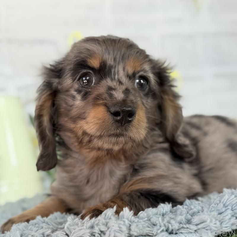 販売中の埼玉県のミニチュアダックスフンド(ロングヘアード)-439246の3枚目