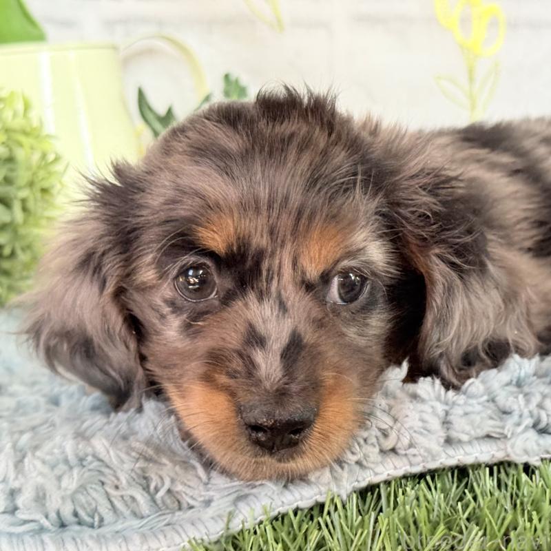 販売中の埼玉県のミニチュアダックスフンド(ロングヘアード)-439246の2枚目