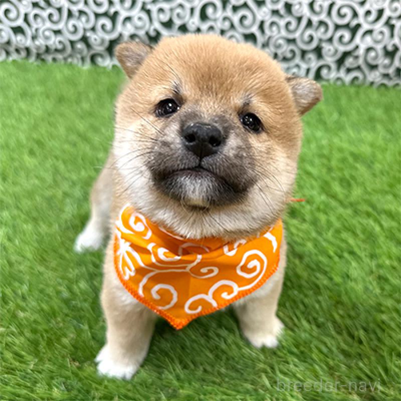 販売中の神奈川県の豆柴-439247の1枚目