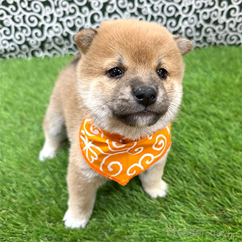 販売中の神奈川県の豆柴-439247の3枚目