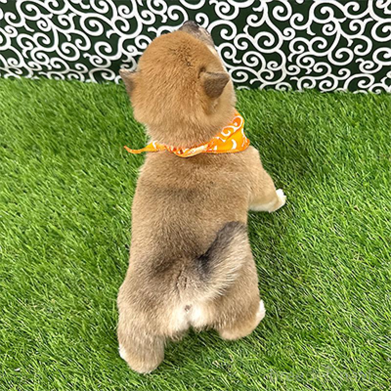 販売中の神奈川県の豆柴-439247の2枚目